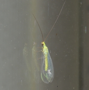 Plesiochrysa ramburi at Conder, ACT - 30 Mar 2015 11:08 PM