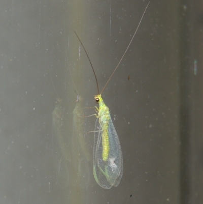 Plesiochrysa ramburi (A Green Lacewing) at Conder, ACT - 30 Mar 2015 by MichaelBedingfield