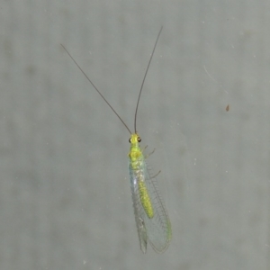 Plesiochrysa ramburi at Conder, ACT - 30 Mar 2015 11:08 PM