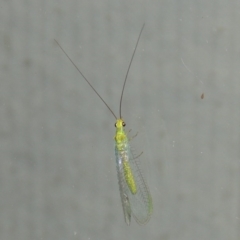 Plesiochrysa ramburi at Conder, ACT - 30 Mar 2015