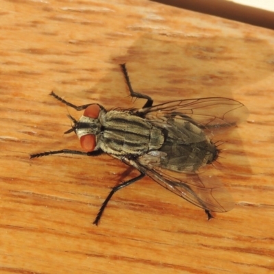 Sarcophagidae sp. (family) (Unidentified flesh fly) at Pollinator-friendly garden Conder - 30 Mar 2015 by michaelb