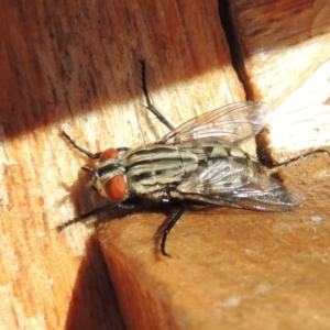 Sarcophagidae (family) at Conder, ACT - 31 Mar 2015 09:10 AM