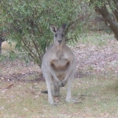 Macropus giganteus (Eastern Grey Kangaroo) at Conder, ACT - 9 Aug 2017 by michaelb