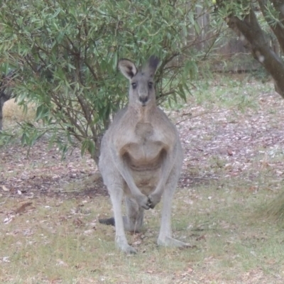 Macropus giganteus (Eastern Grey Kangaroo) at Pollinator-friendly garden Conder - 9 Aug 2017 by michaelb