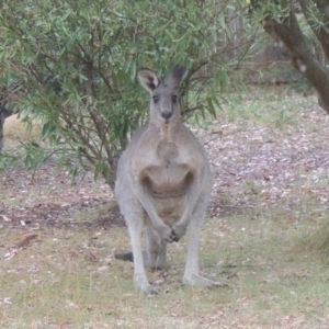 Macropus giganteus at Conder, ACT - 10 Aug 2017