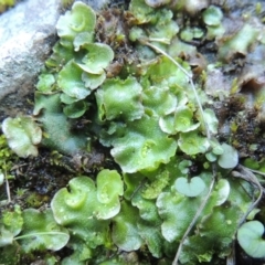 Lunularia cruciata (A thallose liverwort) at Molonglo River Reserve - 2 Aug 2017 by michaelb