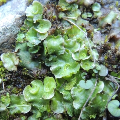 Lunularia cruciata (A thallose liverwort) at Molonglo Valley, ACT - 2 Aug 2017 by MichaelBedingfield