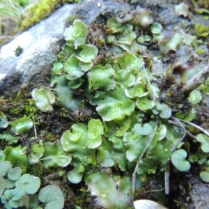 Lunularia cruciata at Molonglo River Reserve - 2 Aug 2017