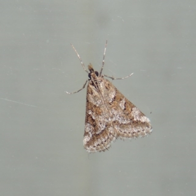 Phanomorpha dapsilis (A Crambid moth) at Pollinator-friendly garden Conder - 2 Apr 2015 by michaelb