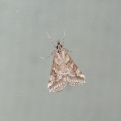 Phanomorpha dapsilis at Conder, ACT - 3 Apr 2015