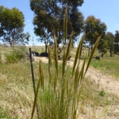 Austrostipa densiflora (Foxtail Speargrass) at Sth Tablelands Ecosystem Park - 27 Nov 2016 by AndyRussell