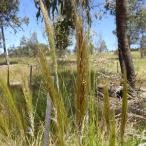 Austrostipa densiflora at Molonglo Valley, ACT - 27 Nov 2016