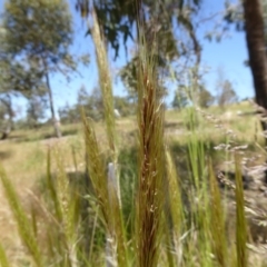 Austrostipa densiflora at Molonglo Valley, ACT - 27 Nov 2016