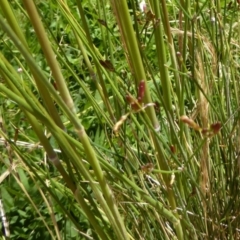 Austrostipa densiflora at Molonglo Valley, ACT - 27 Nov 2016