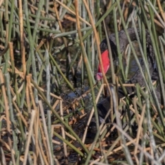 Cygnus atratus (Black Swan) at Lake Burley Griffin Central/East - 11 Aug 2017 by AlisonMilton