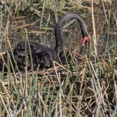 Cygnus atratus at Kingston, ACT - 11 Aug 2017