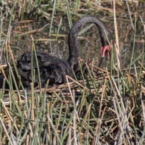 Cygnus atratus at Kingston, ACT - 11 Aug 2017