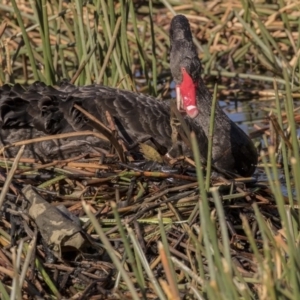 Cygnus atratus at Kingston, ACT - 11 Aug 2017