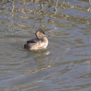 Tachybaptus novaehollandiae at Kingston, ACT - 11 Aug 2017