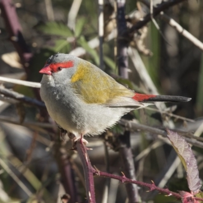 Neochmia temporalis (Red-browed Finch) at Jerrabomberra Wetlands - 11 Aug 2017 by Alison Milton