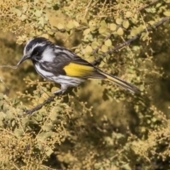 Phylidonyris niger X novaehollandiae (Hybrid) (White-cheeked X New Holland Honeyeater (Hybrid)) at Jerrabomberra Wetlands - 11 Aug 2017 by Alison Milton