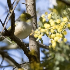 Zosterops lateralis (Silvereye) at Jerrabomberra Wetlands - 10 Aug 2017 by Alison Milton