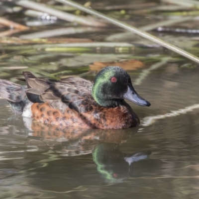 Anas castanea (Chestnut Teal) at Lake Burley Griffin Central/East - 11 Aug 2017 by AlisonMilton