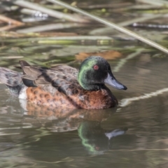 Anas castanea (Chestnut Teal) at Kingston, ACT - 10 Aug 2017 by AlisonMilton