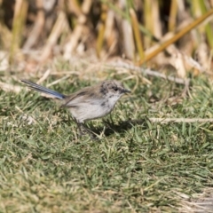 Malurus cyaneus (Superb Fairywren) at Kingston, ACT - 11 Aug 2017 by Alison Milton