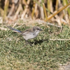 Malurus cyaneus (Superb Fairywren) at Kingston, ACT - 10 Aug 2017 by Alison Milton