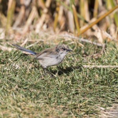 Malurus cyaneus (Superb Fairywren) at Kingston, ACT - 11 Aug 2017 by Alison Milton