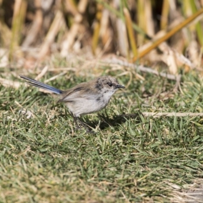 Malurus cyaneus (Superb Fairywren) at Kingston, ACT - 11 Aug 2017 by AlisonMilton