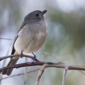 Pachycephala pectoralis at Kingston, ACT - 11 Aug 2017