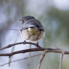 Pachycephala pectoralis at Kingston, ACT - 11 Aug 2017