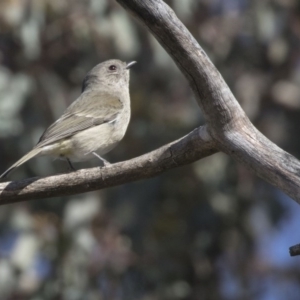 Pachycephala pectoralis at Fyshwick, ACT - 11 Aug 2017 09:38 AM