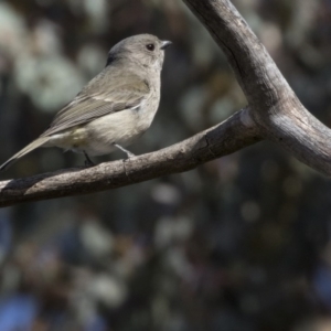 Pachycephala pectoralis at Fyshwick, ACT - 11 Aug 2017