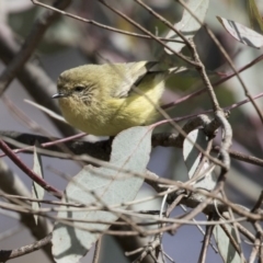 Acanthiza nana (Yellow Thornbill) at Jerrabomberra Wetlands - 11 Aug 2017 by AlisonMilton