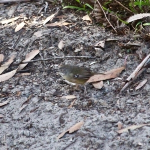 Sericornis frontalis at Merimbula, NSW - 11 Aug 2017