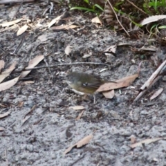 Sericornis frontalis (White-browed Scrubwren) at Merimbula, NSW - 10 Aug 2017 by RossMannell