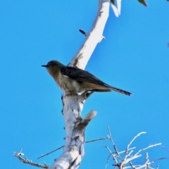 Cacomantis flabelliformis (Fan-tailed Cuckoo) at Merimbula, NSW - 11 Aug 2017 by RossMannell