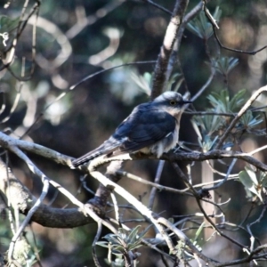 Cacomantis flabelliformis at Merimbula, NSW - 11 Aug 2017