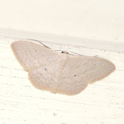 Scopula optivata (Varied Wave) at Pollinator-friendly garden Conder - 5 Apr 2015 by michaelb