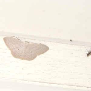 Scopula optivata at Conder, ACT - 5 Apr 2015