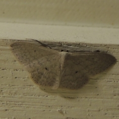 Scopula optivata at Conder, ACT - 5 Apr 2015 09:36 PM