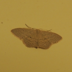 Scopula optivata at Conder, ACT - 5 Apr 2015 09:36 PM