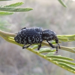Chrysolopus spectabilis (Botany Bay Weevil) at Point Hut to Tharwa - 2 Mar 2016 by michaelb