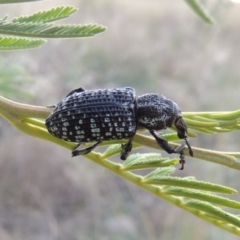 Chrysolopus spectabilis (Botany Bay Weevil) at Paddys River, ACT - 2 Mar 2016 by michaelb