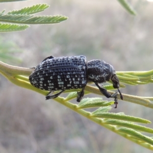 Chrysolopus spectabilis at Paddys River, ACT - 2 Mar 2016