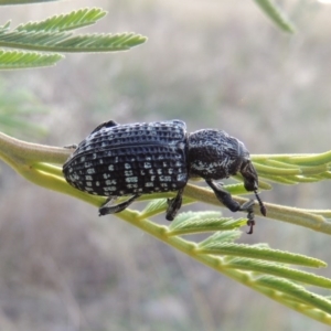 Chrysolopus spectabilis at Paddys River, ACT - 2 Mar 2016 07:15 PM