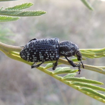 Chrysolopus spectabilis (Botany Bay Weevil) at Paddys River, ACT - 2 Mar 2016 by michaelb